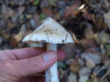Inocybe sororia image