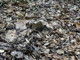 Lactarius argillaceifolius image