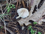 Alboleptonia adnatifolia image