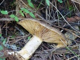Lactarius californiensis image
