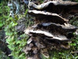 Bjerkandera adusta image