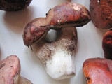 Leccinum manzanitae image