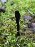 Geoglossum cookeanum image