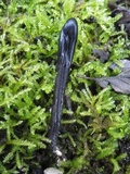 Geoglossum cookeanum image