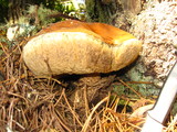 Leccinum manzanitae image