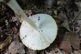Amanita sect. Vaginatae image