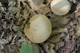 Boletus pallidus image