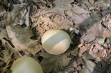 Boletus pallidus image