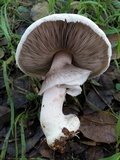 Agaricus albolutescens image