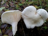 Hygrophorus eburneus image
