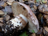 Cortinarius lilacinocolossus image