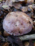 Cortinarius lilacinocolossus image