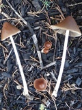 Parasola conopilea image