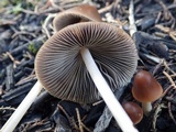 Parasola conopilea image