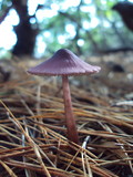Mycena purpureofusca image