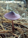Mycena purpureofusca image