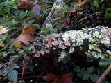 Trichaptum abietinum image