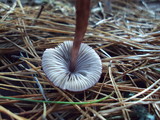 Mycena purpureofusca image