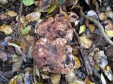 Tricholoma dryophilum image