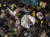 Tricholoma dryophilum image
