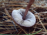 Mycena purpureofusca image