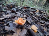 Guepinia helvelloides image