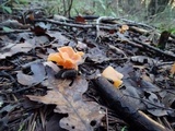 Guepinia helvelloides image