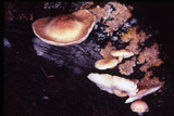 Neolentinus kauffmanii image