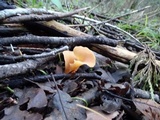 Guepinia helvelloides image