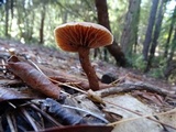 Laccaria proxima image