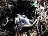 Tricholoma saponaceum image