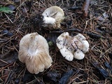 Hebeloma crustuliniforme image