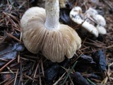 Hebeloma crustuliniforme image