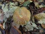 Boletus variipes image