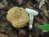 Boletus variipes image