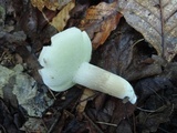 Boletus variipes image