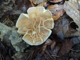 Boletus variipes image