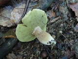 Boletus variipes image
