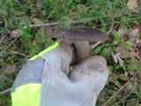 Entoloma ferruginans image