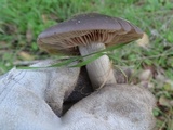 Entoloma ferruginans image