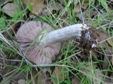 Entoloma ferruginans image