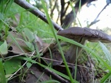 Entoloma ferruginans image