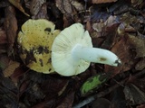 Russula ochraleucoides image