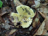 Russula ochraleucoides image