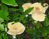 Amanita velatipes image