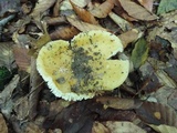 Russula ochraleucoides image