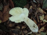 Russula ochraleucoides image