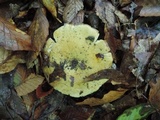 Russula ochraleucoides image