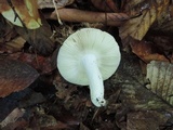 Russula ochraleucoides image