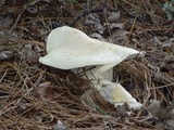 Leucopaxillus albissimus image